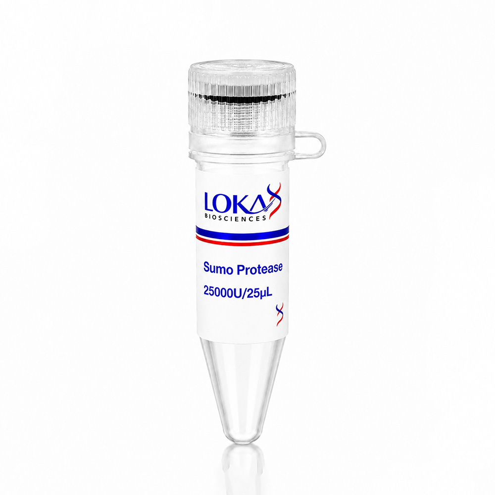 Sumo Protease - Image 2