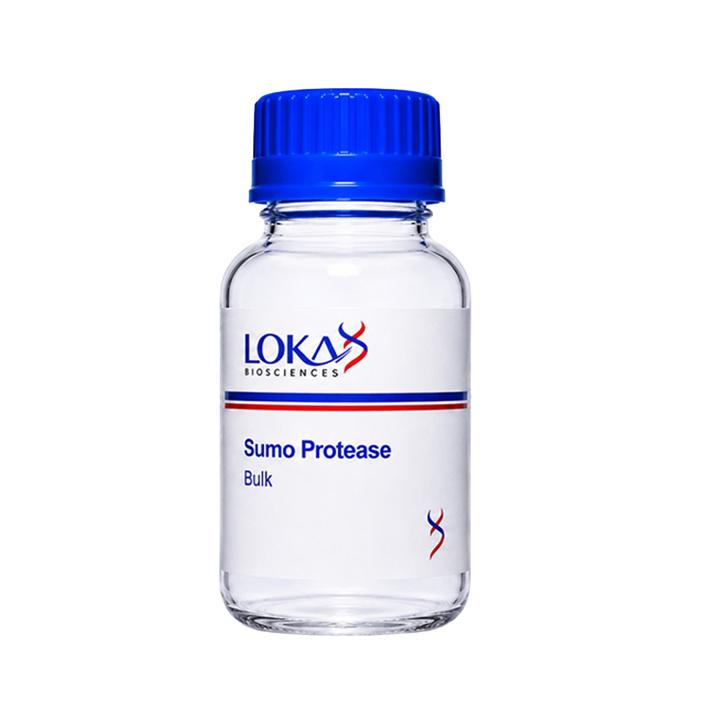 Sumo Protease