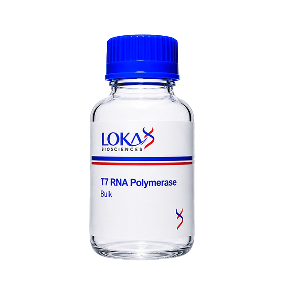 T7 RNA Polymerase